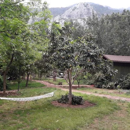 Kibala Çıralı